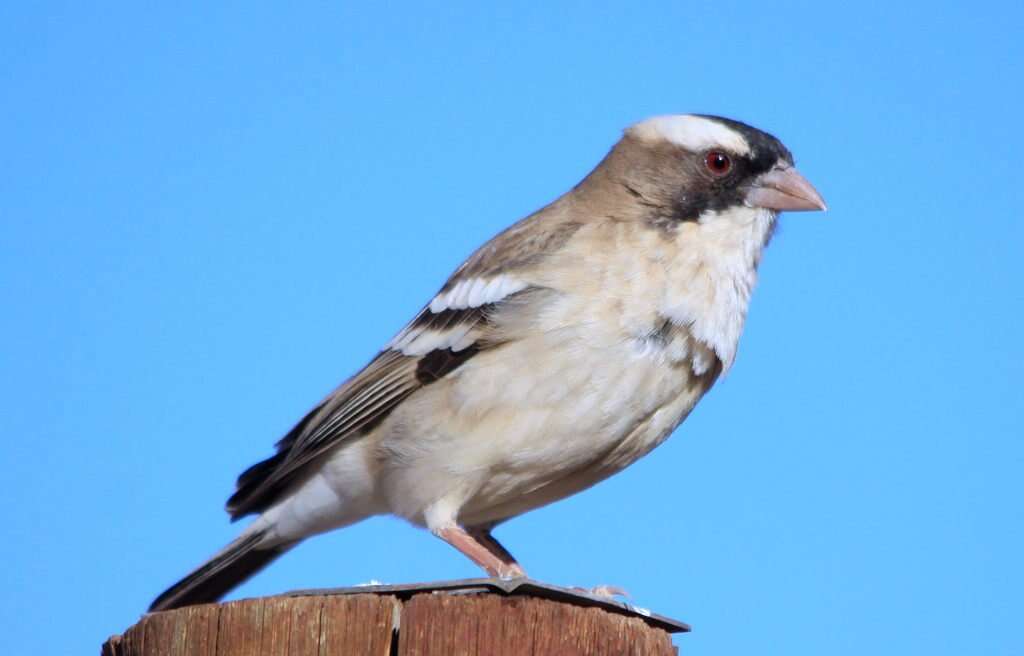 Image of sparrow-weaver