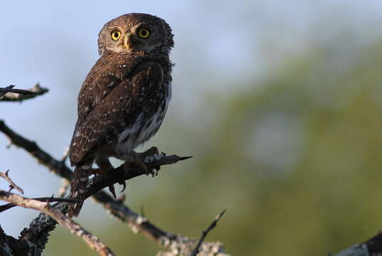 Image of Pearl-spotted Owlet