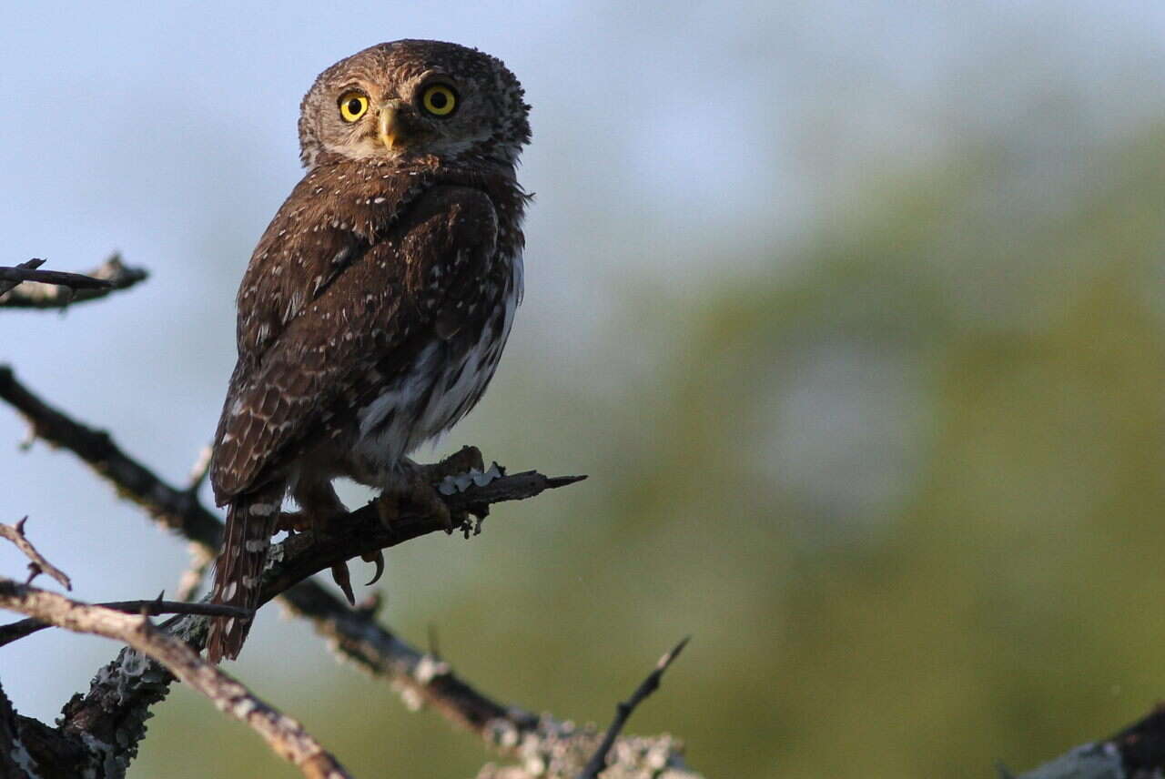 صورة Glaucidium perlatum (Vieillot 1817)