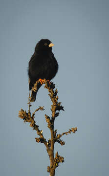 Image of Dusky Indigobird