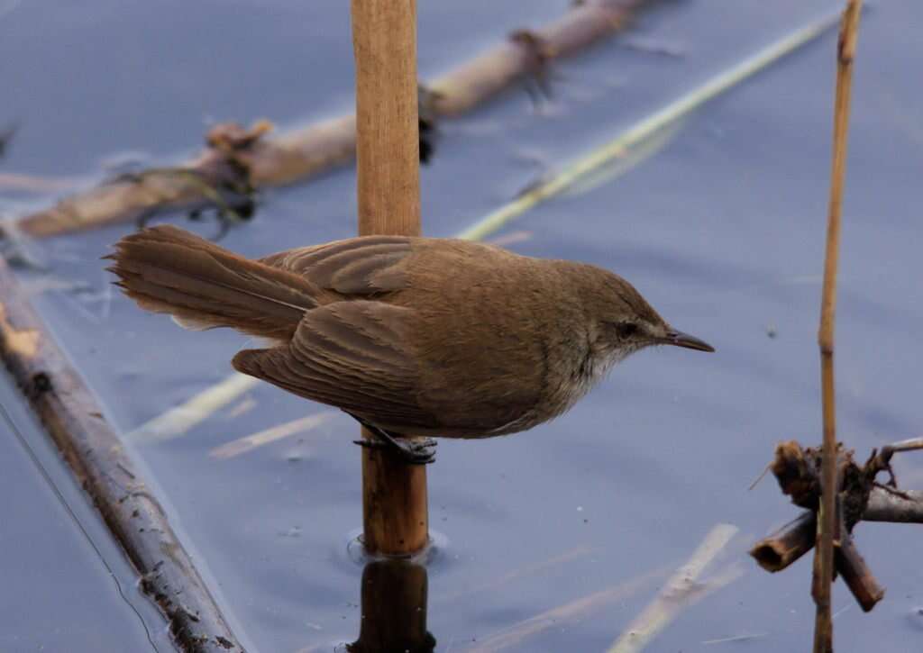 Image of African Reed Warbler