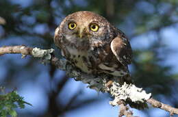 Image of Pearl-spotted Owlet