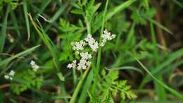 Image of spreading hedgeparsley