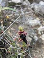 Image of Ophrys cretica (Vierh.) E. Nelson