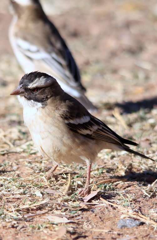 Image of sparrow-weaver