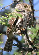 Image of Pearl-spotted Owlet