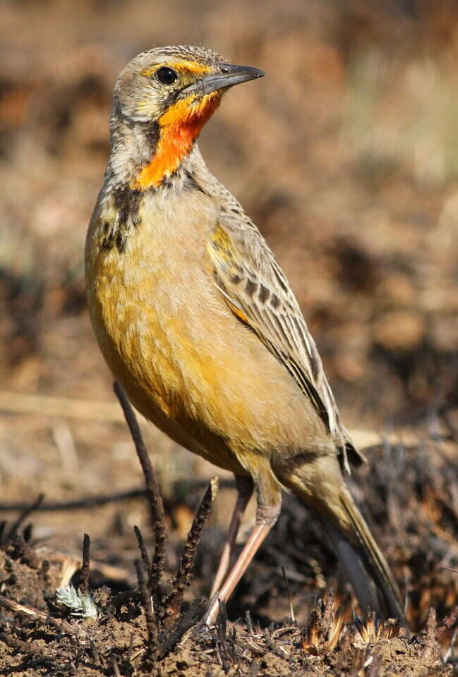 Image of Cape Longclaw