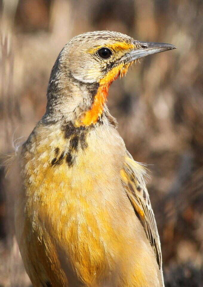 Image of Cape Longclaw