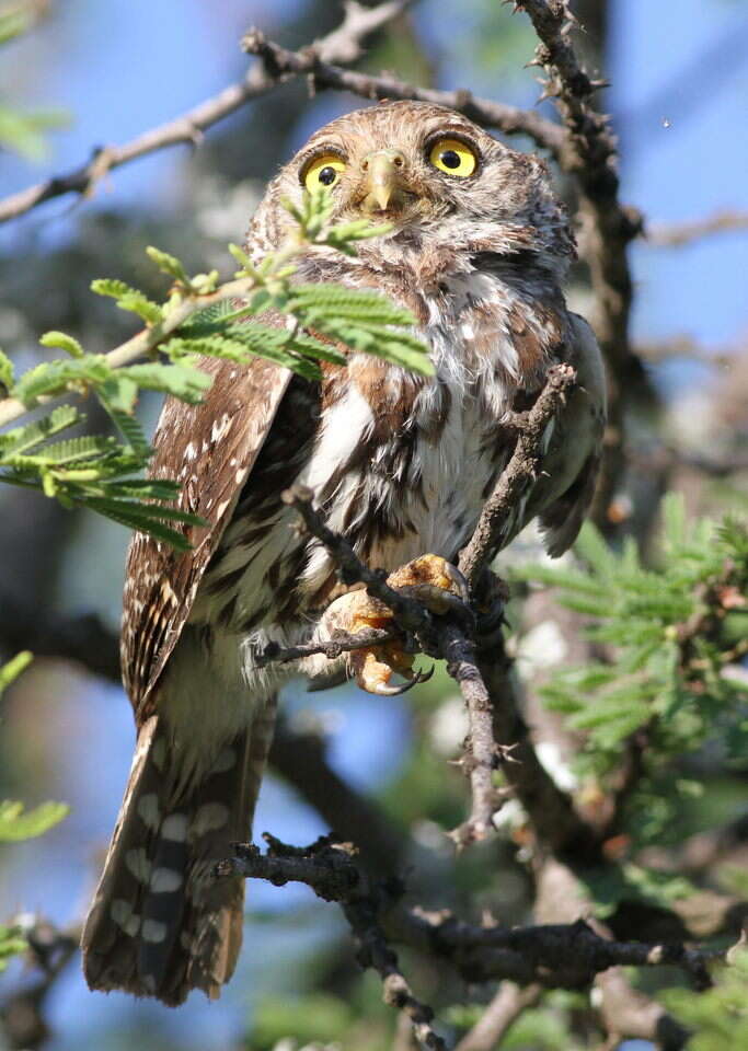 Image of Pearl-spotted Owlet