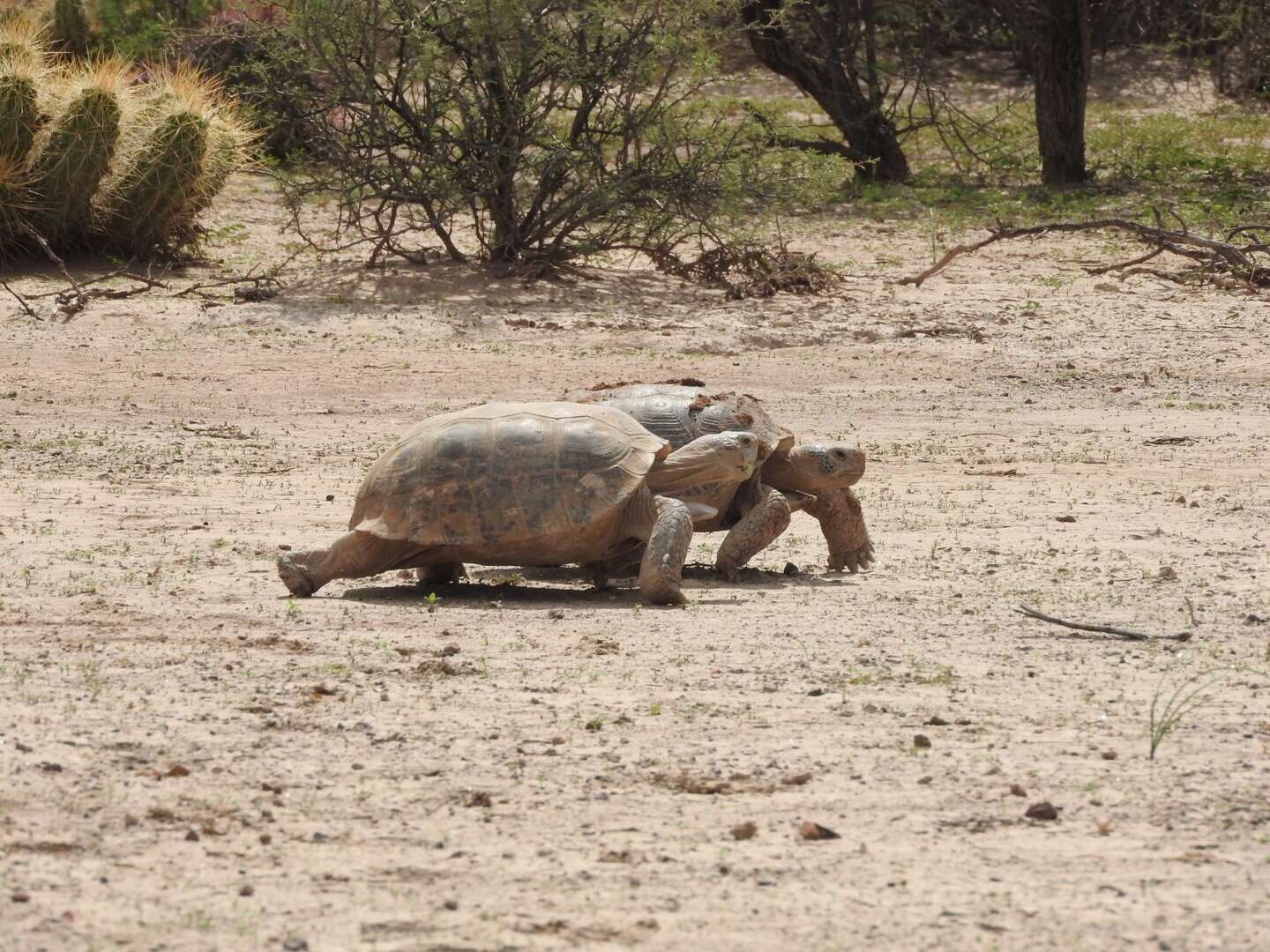 Image of Bolson Tortoise