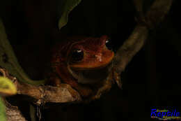 Imagem de Gastrotheca cuencana Carvajal-Endara, Coloma, Morales-Mite, Guayasamin, Székely & Duellman 2019