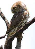 Image of Pearl-spotted Owlet