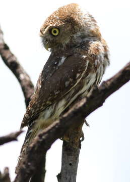 صورة Glaucidium perlatum (Vieillot 1817)