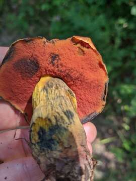 Image of Deceiving Bolete