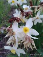 Image of Narcissus tazetta subsp. italicus (Ker Gawl.) Baker