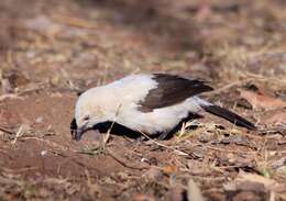 Image of Southern Pied Babbler