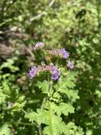 Phacelia neomexicana Thurb. ex Torr.的圖片