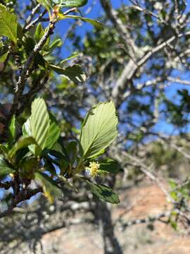 Слика од Cercocarpus montanus var. blancheae (Schneid.) F. L. Martin