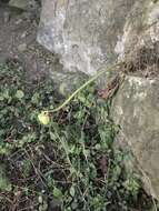 Image of Begonia octopetala L'Hér.