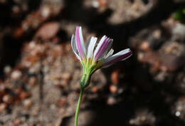 Image de Malacothrix floccifera (DC.) S. F. Blake