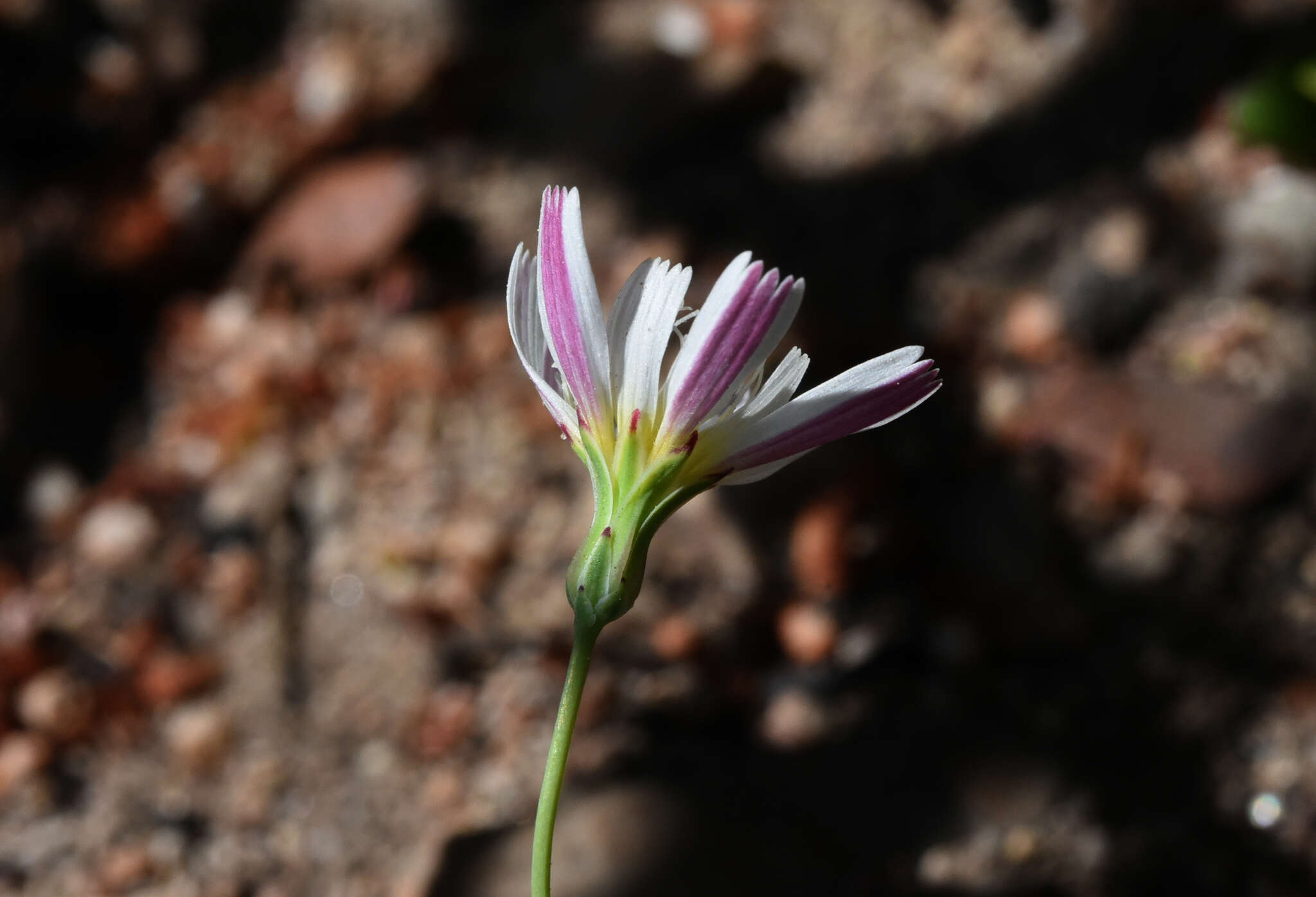 Image de Malacothrix floccifera (DC.) S. F. Blake