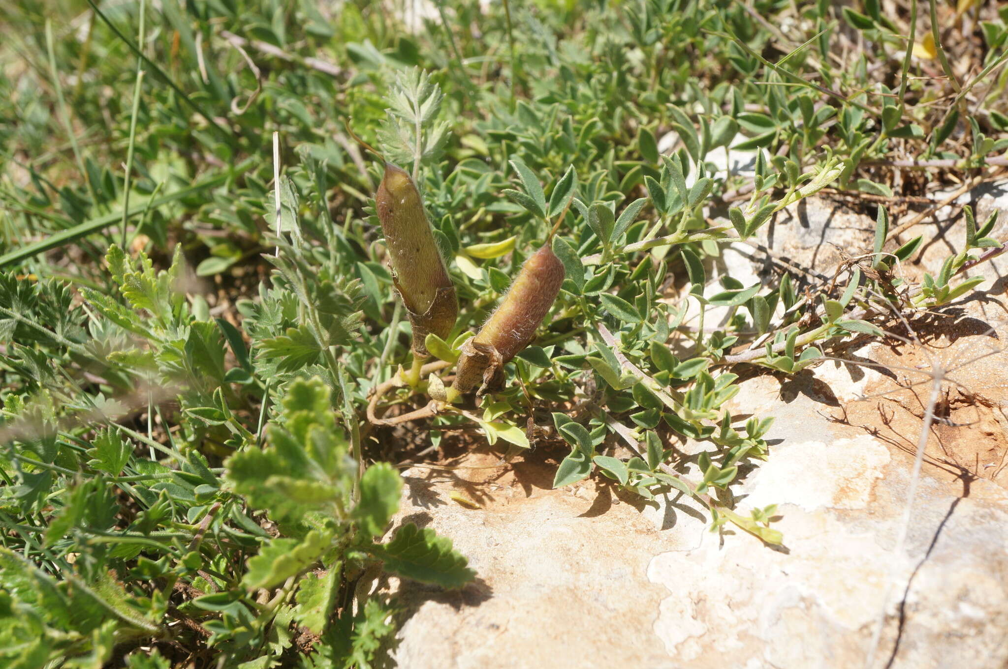 Image of Cytisus wulfii V. I. Krecz.