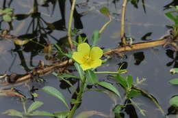 صورة Ludwigia taiwanensis C. I. Peng