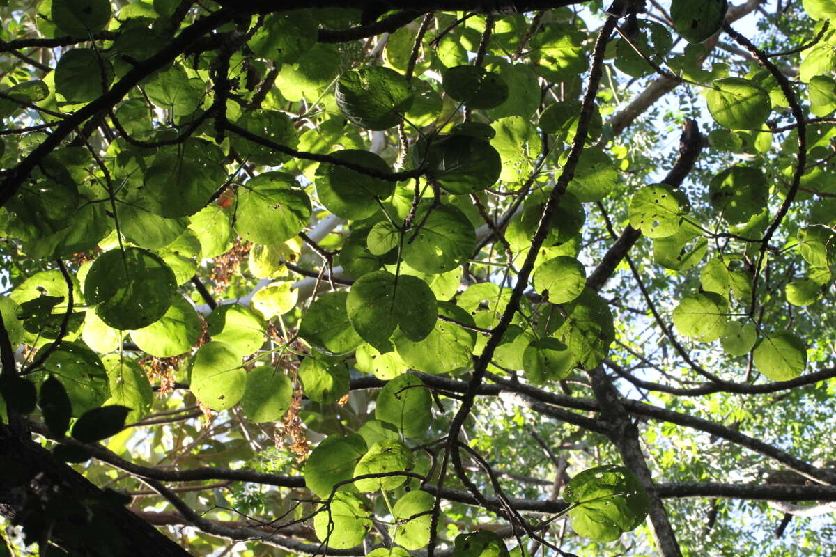 Image of Dendrocnide excelsa (Wedd.) Chew