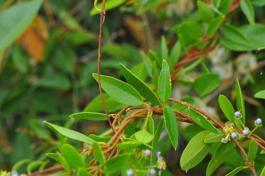 Image of Adelphia hiraea (Gaertn.) W. R. Anderson