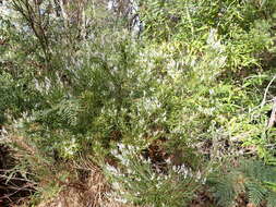 Image of Leucopogon australis R. Br.