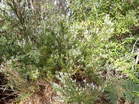 Image of Leucopogon australis R. Br.