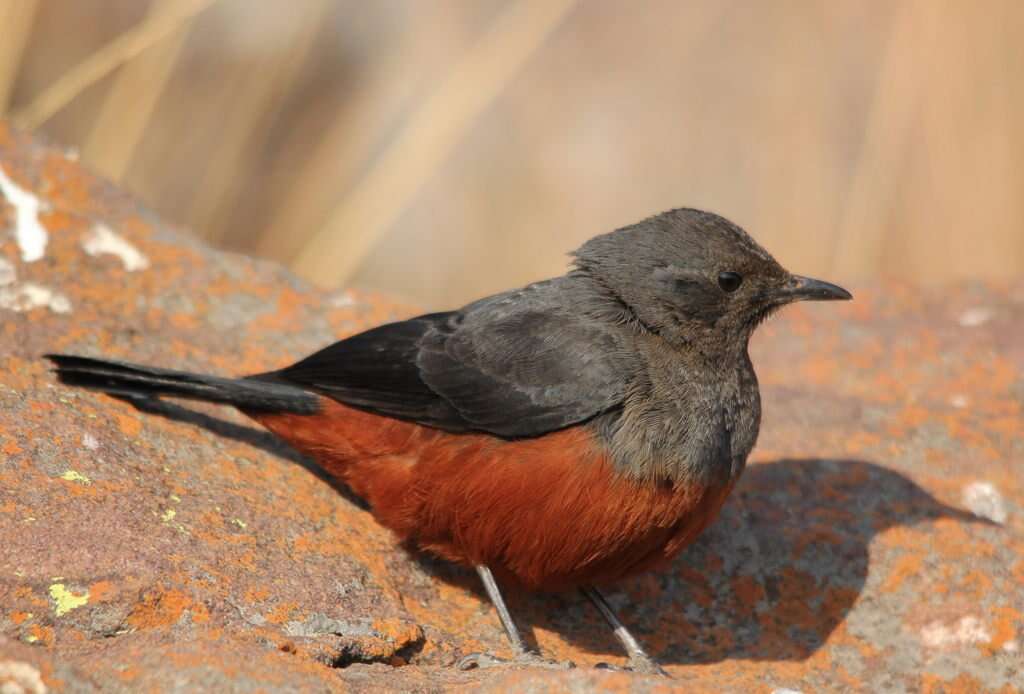 Image of Thamnolaea Cabanis 1851