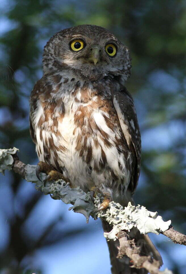 Image of Pearl-spotted Owlet