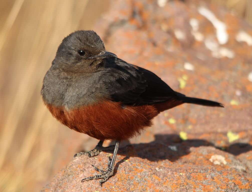 Image of Thamnolaea Cabanis 1851