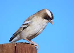 Image of sparrow-weaver