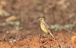 Image of Cape Longclaw