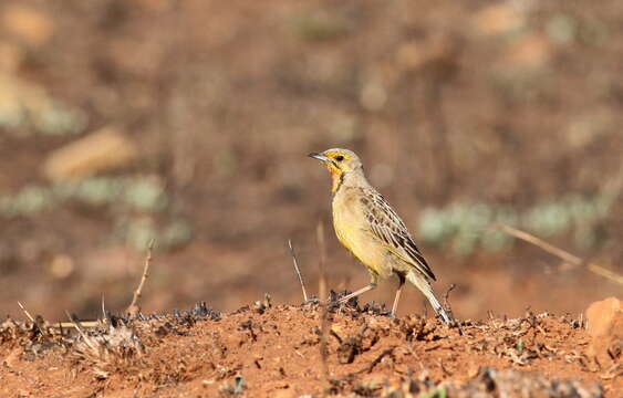 Image of Cape Longclaw