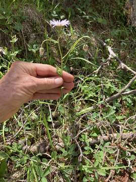 Image of sprucefir fleabane