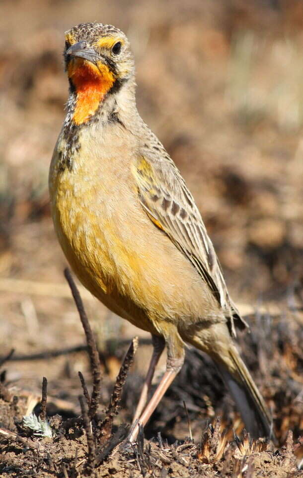 Image of Cape Longclaw