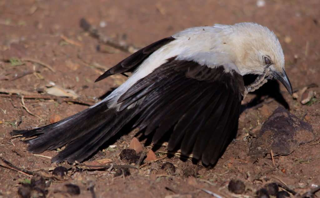 Image of Southern Pied Babbler