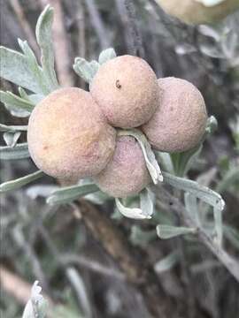 Image of Rhopalomyia pomum Gagne 1975