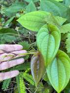 Image of water yam