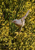 Image of Moltoni's Warbler