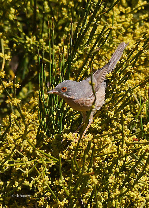 Image of Moltoni's Warbler