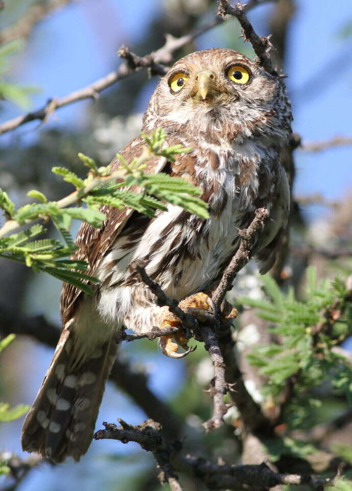 صورة Glaucidium perlatum (Vieillot 1817)