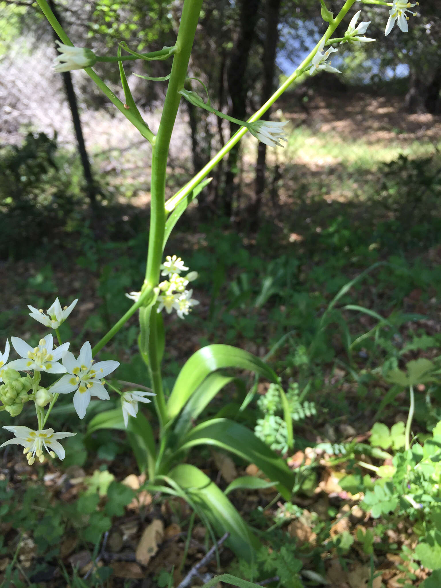 Image of common star lily