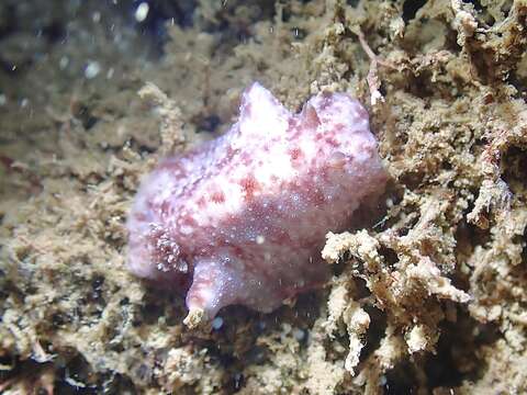 Plancia ëd Peltodoris rubra (Bergh 1905)