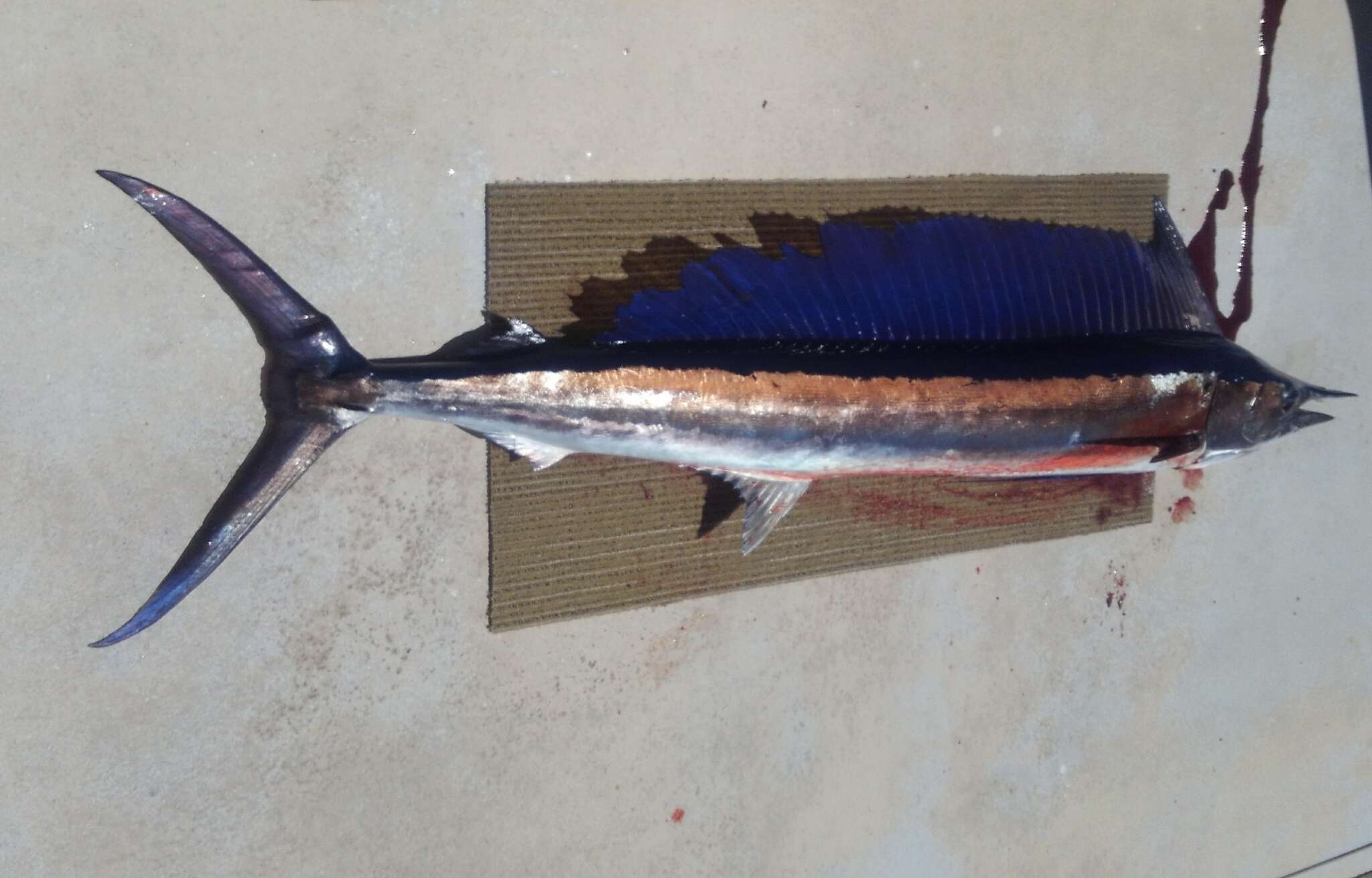 Image of Shortbill Spearfish