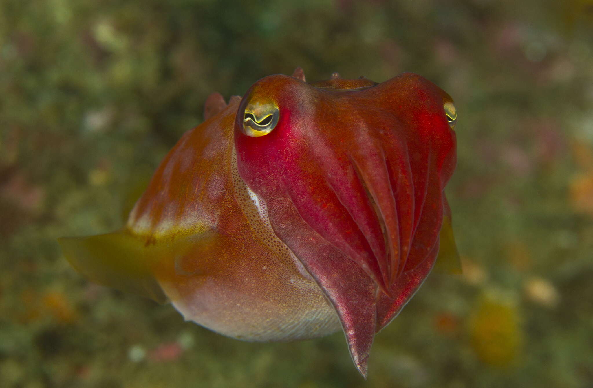 Image of Reaper cuttlefish