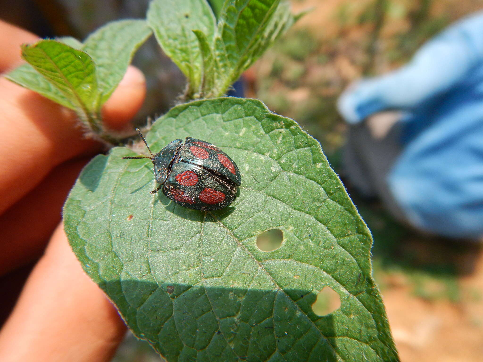 Image of Cyrtonota tristigma (Boheman 1850)